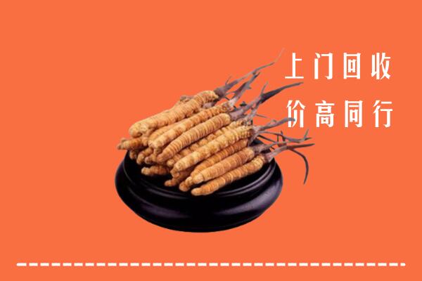屯昌回收散虫草